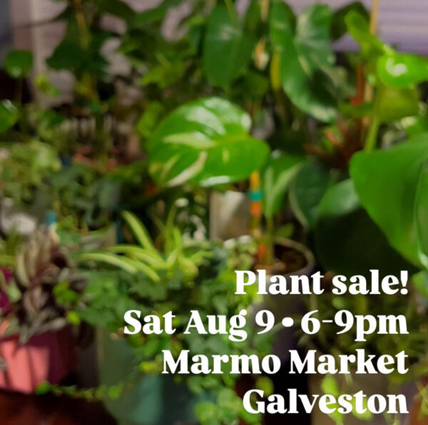 Plant sale! Marmo Market August 9 soft focused photo of potted house plants with text "Plant sale! Sat Aug 9, 6-9pm Marmo Market Galveston"