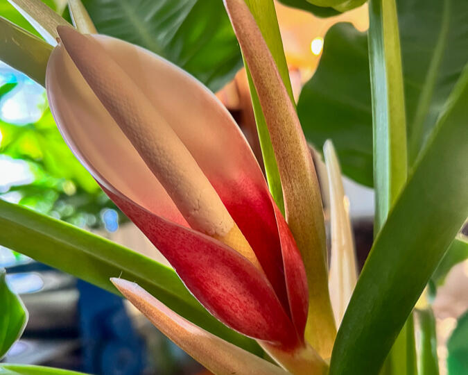 Leaf Love Studio moonlight philodendron bloom, photo by Rox Grover