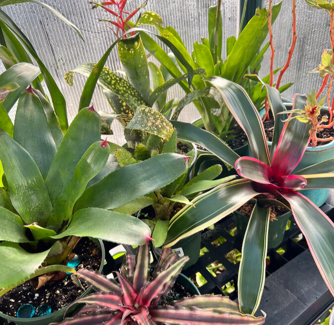 Leaf Love Studio bromeliad collection, photo by Rox Grover