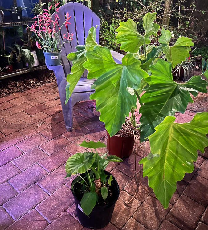Leaf Love Studio Philodendron giganteum, Euphorbia tithymaloides, and Alocasia odora, photo by Rox Grover