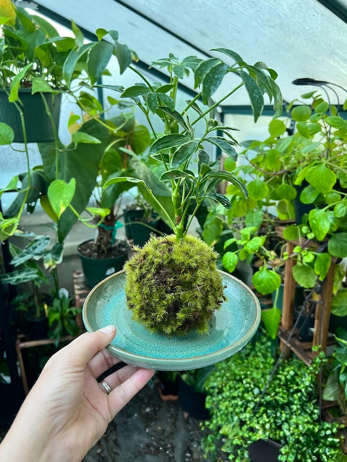 Leaf Love Studio - Kokedama Kokedama, a plant grown within a moss ball, created by Leaf Love Studio